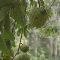 Annona cherimola Mill.